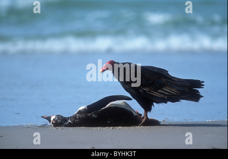 Urubu manger Gentoo pingouin,Cathartes aura falklandica, Saunders, Falklands Island Banque D'Images