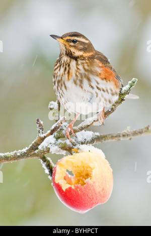 Redwing perchés dans apple tree Banque D'Images