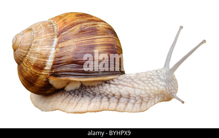 Escargot de Bourgogne (Helix pomatia) Vue de profil isolé sur fond blanc Banque D'Images