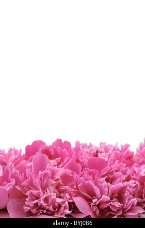 Les chefs de la pivoine sur fond blanc