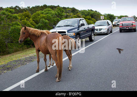 USA, Maryland, Assateague Island National Seashore, chevaux sauvages près des voitures des touristes sur l'Île Assateague Banque D'Images