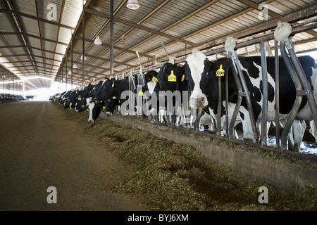 Les vaches laitières Holstein curieux se nourrissent d'ensilage dans une grange freestall dans une grande laiterie Californie / San Joaquin Valley, Californie, USA Banque D'Images