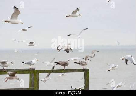 A Flock of seagulls se rassemblent autour de petite jetée comme ils se nourrissent de petits bancs de poissons près de la côte. Banque D'Images