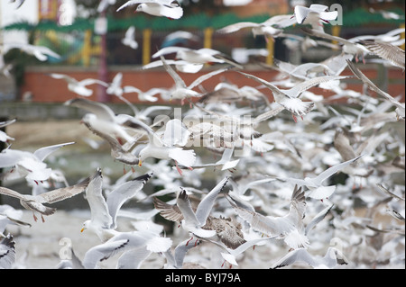 Flock of seagulls se nourrit de petits poissons juste à côté de la plage à Southend on Sea, Essex. Banque D'Images