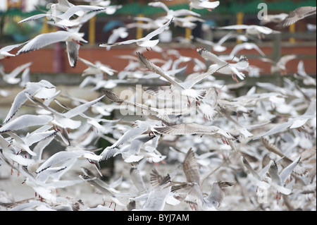 Flock of seagulls se nourrit de petits poissons juste à côté de la plage à Southend on Sea, Essex. Banque D'Images