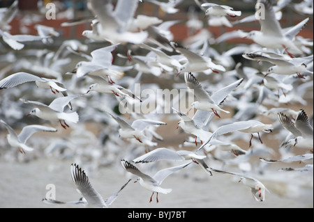 Flock of seagulls se nourrit de petits poissons juste à côté de la plage à Southend on Sea, Essex. Banque D'Images