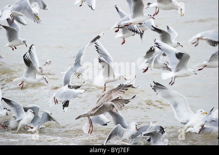 Flock of seagulls se nourrit de petits poissons juste à côté de la plage à Southend on Sea, Essex. Banque D'Images