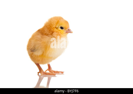 Petit animal poulet isolated on white Banque D'Images