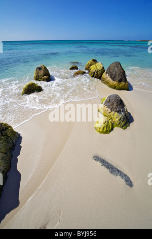 Les algues vertes sur les rochers sur la plage d'Aruba dans la mer des Caraïbes Banque D'Images