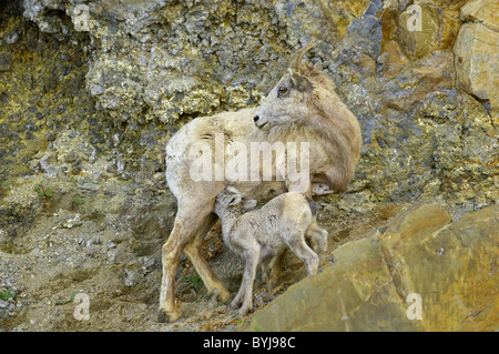 Mouflons mère d'allaiter son bébé. Banque D'Images