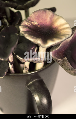 La psilocybine champignons B + Banque D'Images