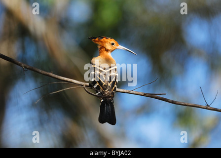 Huppe fasciée (Upupa marginata Madagascar) dans la forêt décidue sèche d'Ankarafantsika Parc National, au nord-ouest de Madagascar Banque D'Images