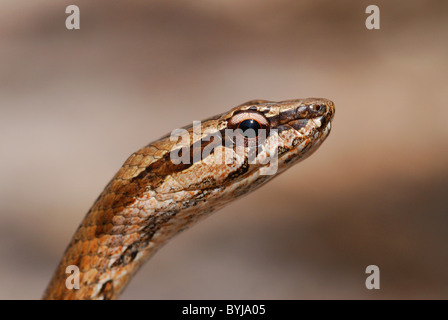 Aux grands yeux commune Mimophis mahfalensis (serpent) à Madagascar Banque D'Images