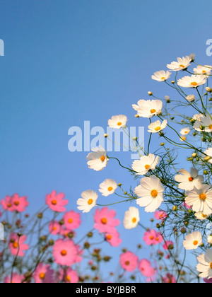 Fleur Cosmos tige tête grand groupe d'objets Banque D'Images