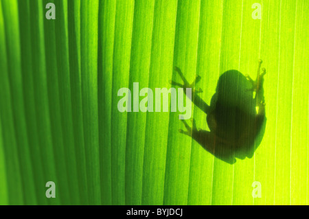 Ombre de Toad on Leaf Banque D'Images