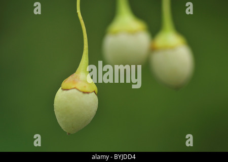 Fruits de Snowbell japonais Banque D'Images