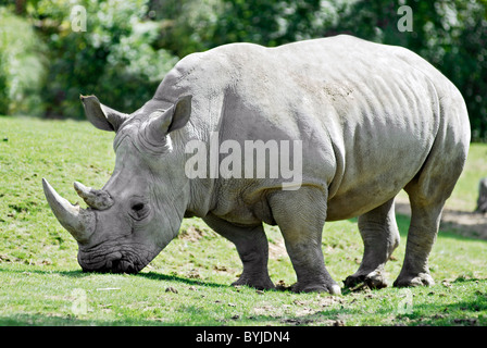 Profil de rhinocéros blanc (Ceratotherium simum) marcher sur l'herbe Banque D'Images