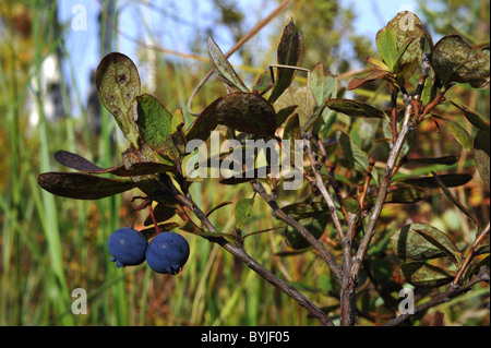 La myrtille "Eagle". L'AIRELLE MYRTILLE Vaccinium myrtillus. Banque D'Images