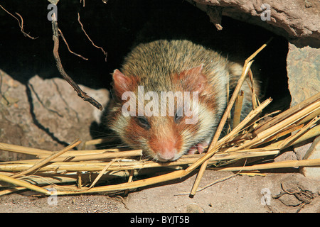 Grand hamster, Black-bellied Hamster, Hamster commun (Cricetus cricetus) dans son terrier souterrain. Banque D'Images