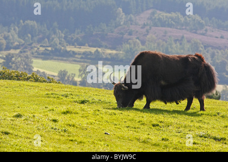 Yak (Bos mutus) faire paître au Highland Wildlife Park, en Écosse. Banque D'Images