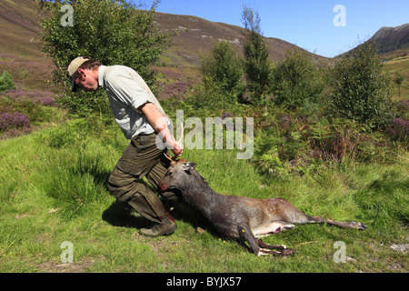 Le cerf sika (Cervus nippon). Hunter avec dead stag dans une propriété privée dans les Highlands, en Écosse. Banque D'Images