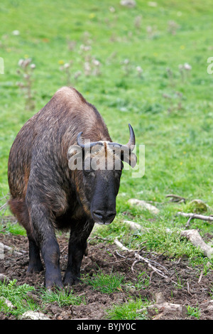 Takin, Mishmi-Takin (Budorcas taxicolor taxicolor) au Highland Wildlife Park, en Écosse. Banque D'Images