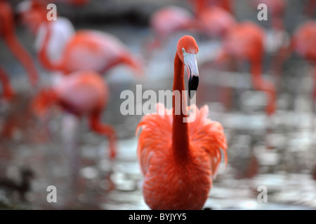 Phoenicopterus ruber. Portrait d'un flamant rose. Banque D'Images