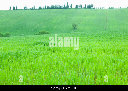 Meadow Hill Champ Herbe Arbre Toscane Banque D'Images