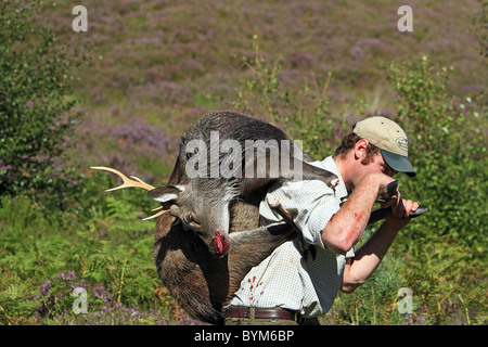 Le cerf sika (Cervus nippon). Hunter avec dead stag dans une propriété privée dans les Highlands, en Écosse. Banque D'Images