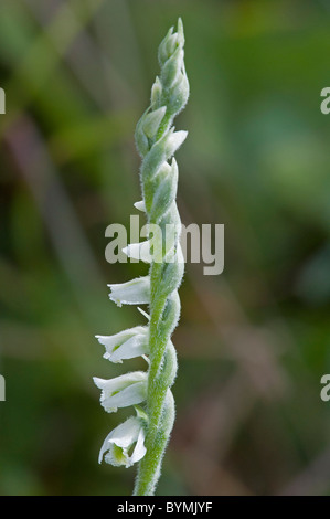 La Dame d'automne (Spiranthes spiralis) Tresses Banque D'Images