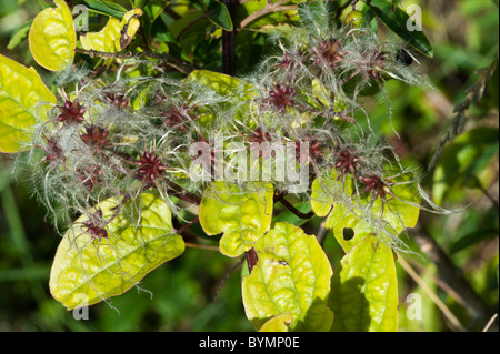 Voyageur a la-Joie ou Old Man's Beard (Clematis vitalba), têtes de graine Banque D'Images