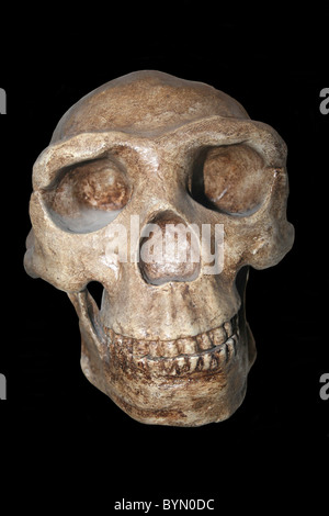 L'Homo erectus Skull Cast (Homme de Pékin), la Chine Choukoutien Banque D'Images