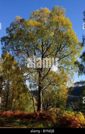 Silver Birches (Betula pendula), couleurs d'automne Banque D'Images