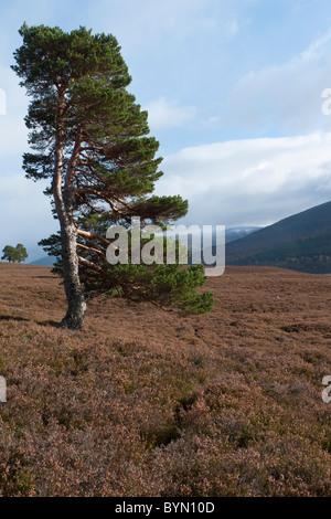 Le pin sylvestre (Pinus sylvestris), arbre Banque D'Images