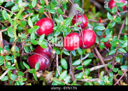 Canneberge (Vaccinium oxycoccus), fruits Banque D'Images