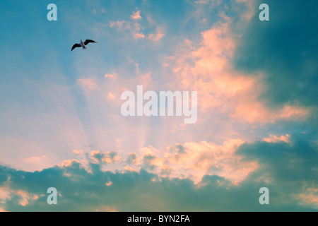 Mouette dans le ciel Banque D'Images