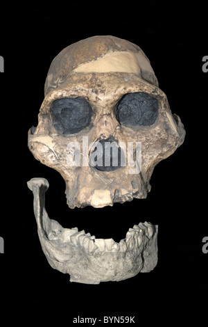 Crâne d'australopithecus africanus (CAST) Mrs Ples Sterkfontein, Rhône-Alpes, France Banque D'Images