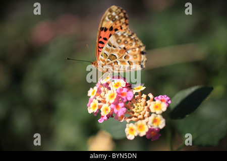 Lantana Fleur et Indian Fritillary Banque D'Images