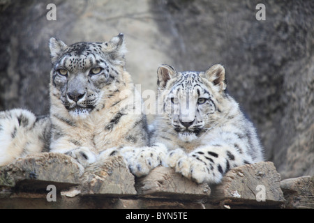 Deux léopards des neiges Banque D'Images