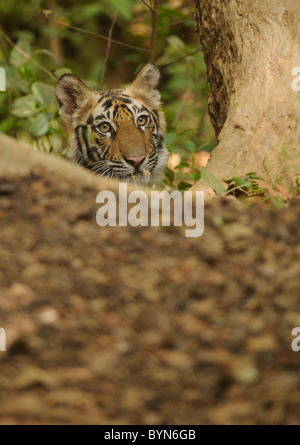 6 mois femelle Bengal Tiger Cub de peering derrière une souche d'arbre tombé dans la Réserve de tigres de Bandhavgarh, Inde Banque D'Images