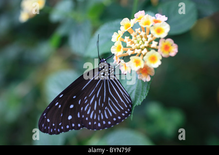 Ceylan Blue Glassy Tiger sur fleur Banque D'Images