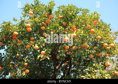 Mandarin Orange Tree Banque D'Images