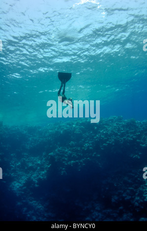 L'apnéiste se déplace sous l'eau près de la barrière de corail à la profondeur du trou bleu. Lire la mer, l'Égypte. Banque D'Images