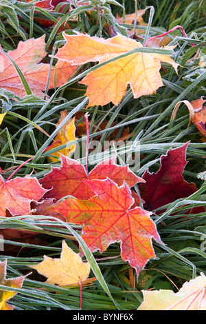 Les feuilles d'automne couleurs Frosty couché dans l'herbe Banque D'Images