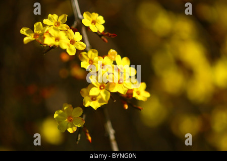 Jasmin d’hiver Banque D'Images