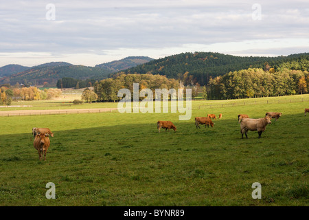 Le pâturage des vaches laitières sur un champ vert, République Tchèque Banque D'Images