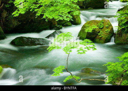 L'eau qui coule de la rivière Oirase longue exposition Rock Tree Banque D'Images