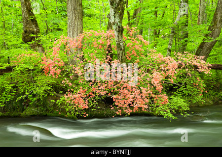 L'eau qui coule de la rivière Oirase longue exposition Azalea Banque D'Images