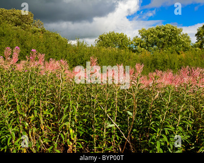 L'épilobe Epilobium angustifolium croissant dans le Derbyshire Dales England UK Banque D'Images