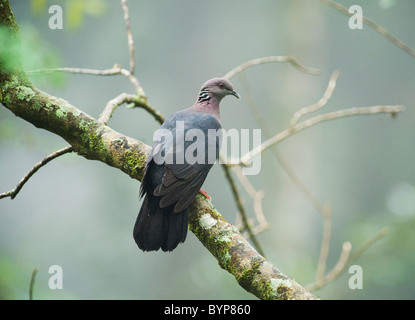 Sri Lanka Pigeon ramier (Columba torringtoniae) WILD, Réserve de Hakgala, Sri Lanka Banque D'Images